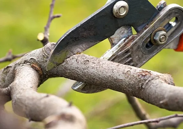 The 5 best tree pruning services in Darmstadt – Shaping overgrown branches for healthier trees
