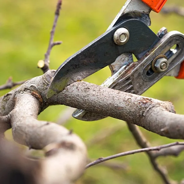 The 5 best tree pruning services in Darmstadt – Shaping overgrown branches for healthier trees
